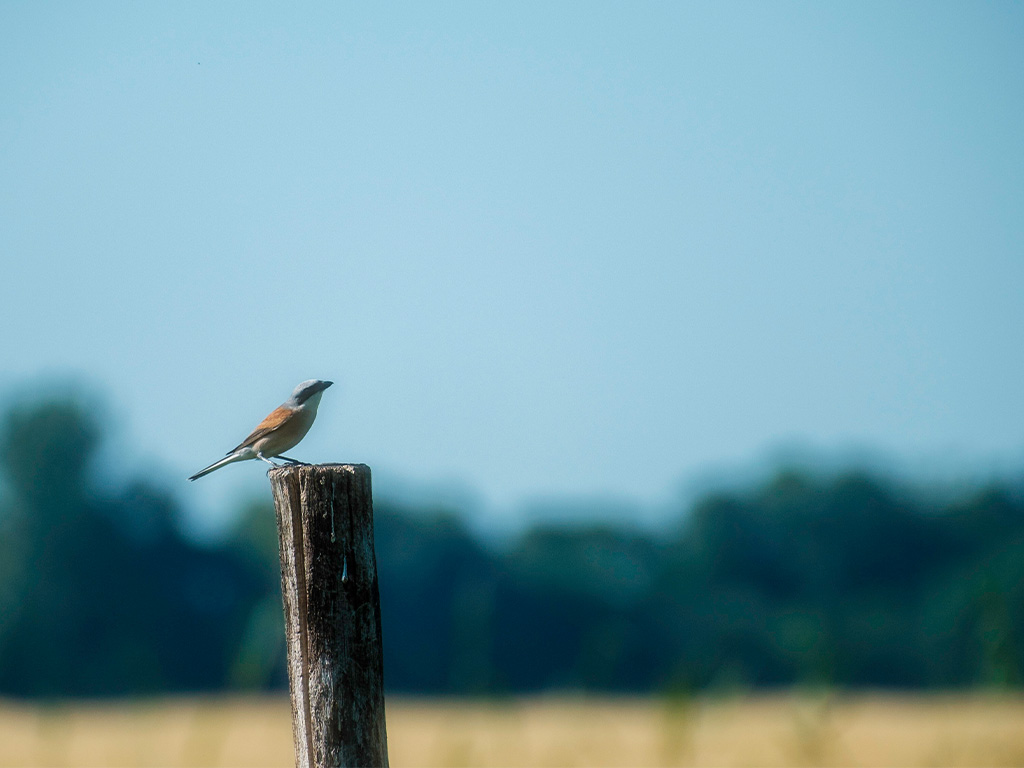 Photo of a Shrike