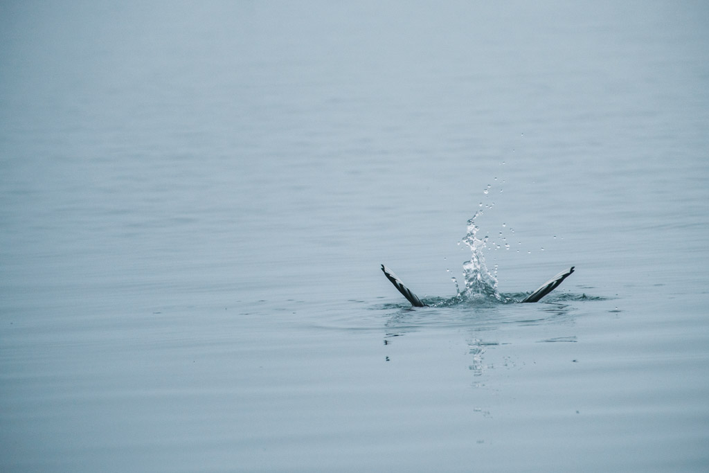 A bird submerging into water