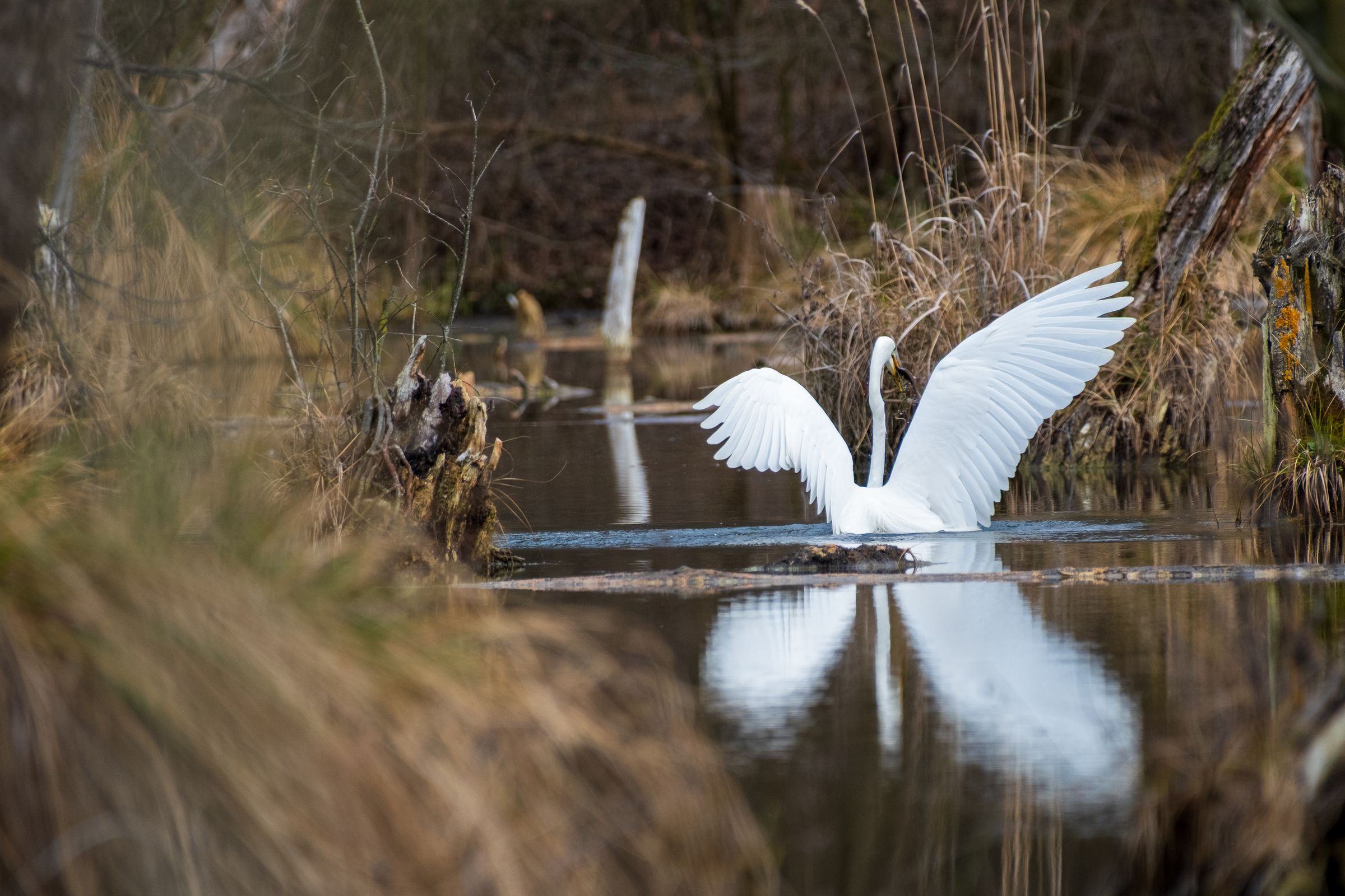 A white egret spreading its wings over a pond.