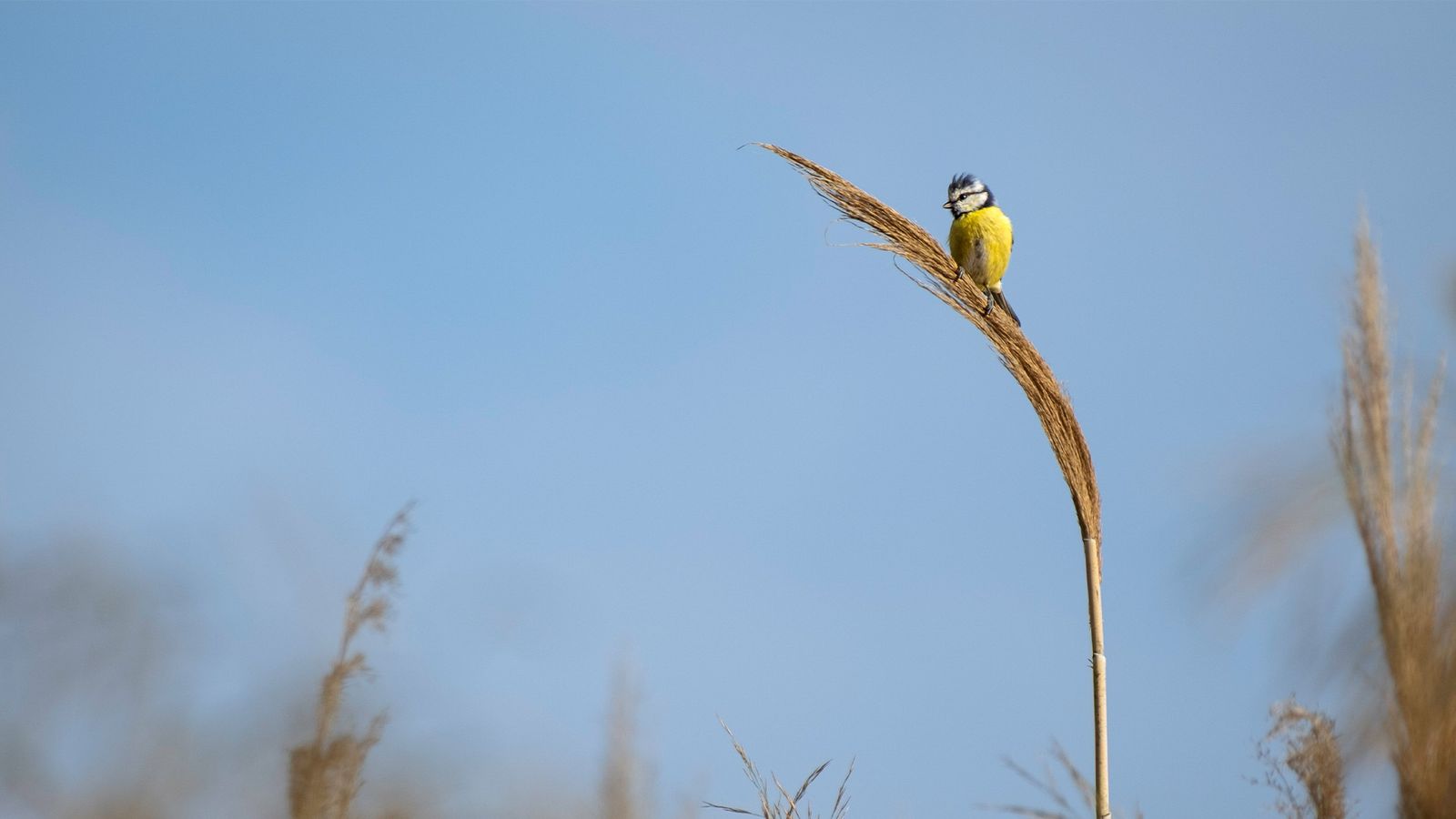 Background Birds – A Collection of Nine Bird Portraits as Wallpapers
