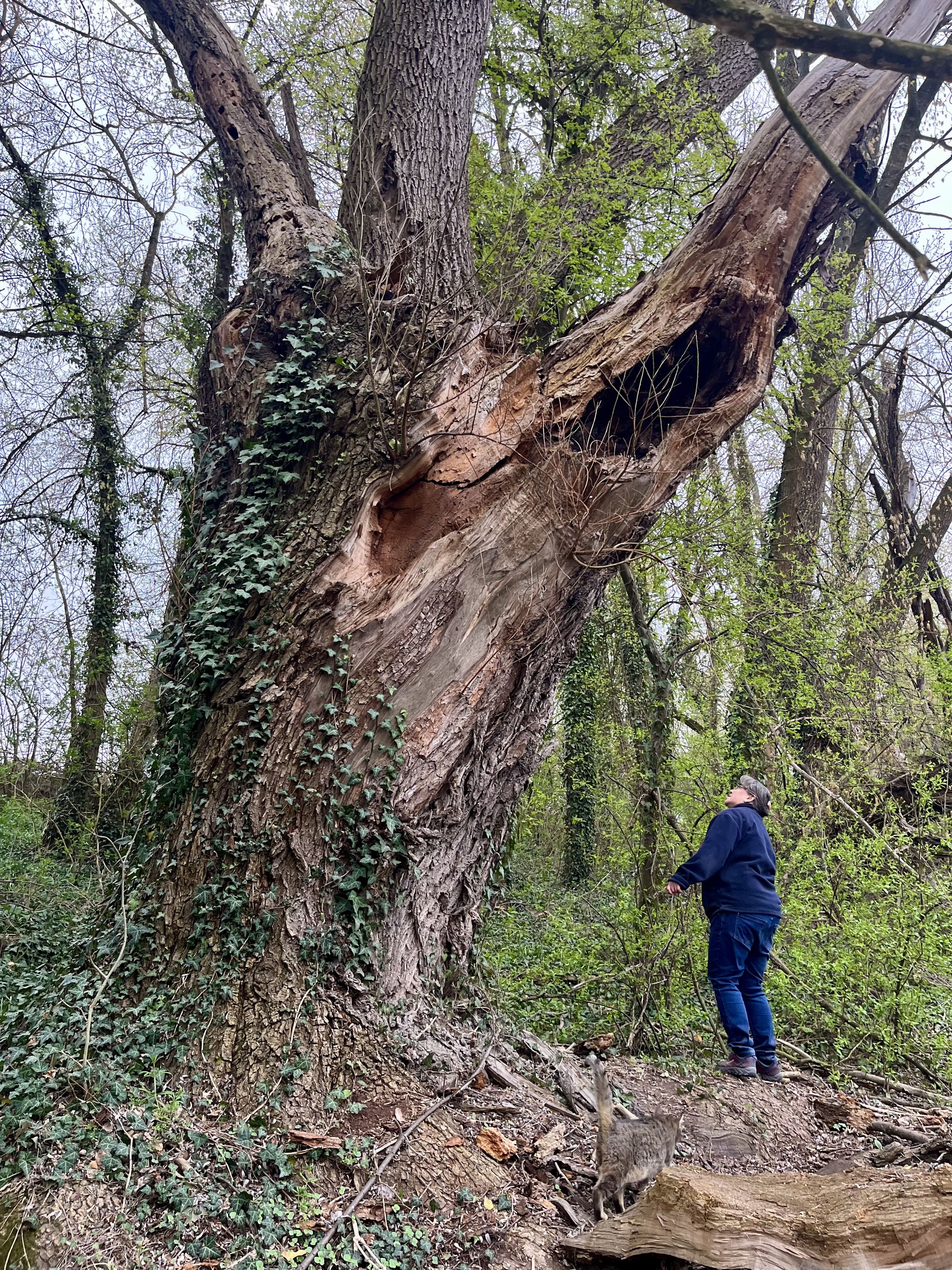 A massive ancient tree with a split trunk, covered in ivy, with a person standing next to it for scale