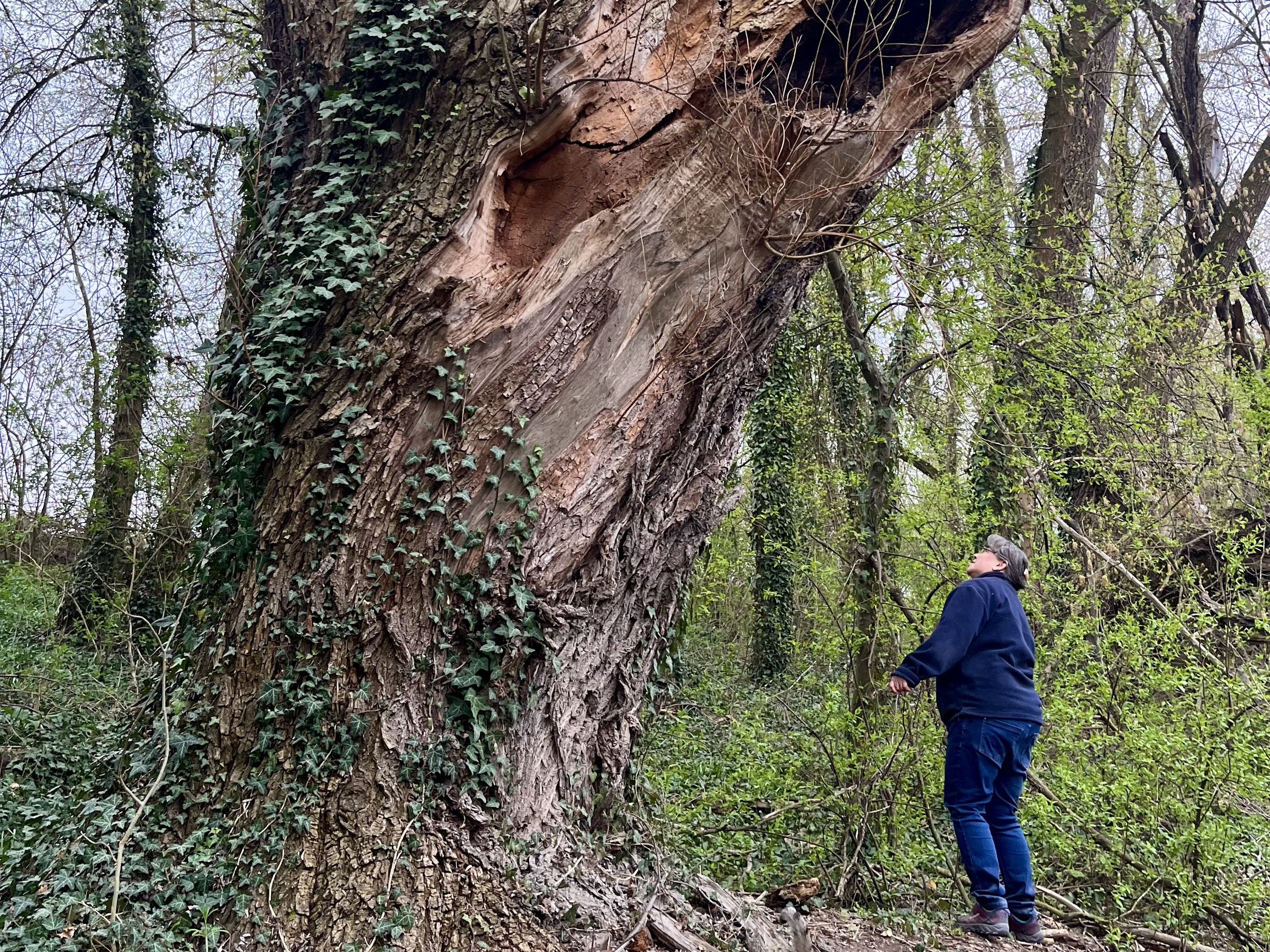 A person looking up at a massive ancient tree